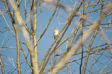 The Fieldfare, or the Snowbird (lat. Turdus pilaris)