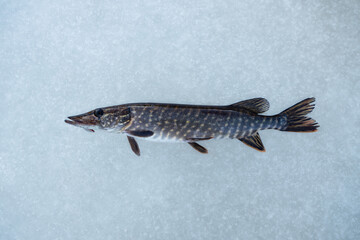 Northern Pike laying on the ice of a frozen lake. Cought during winter fishing.