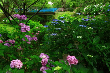 岩手県北上市　紫陽花とお滝さん