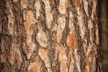 tree bark, nature structure, environmentally friendly material