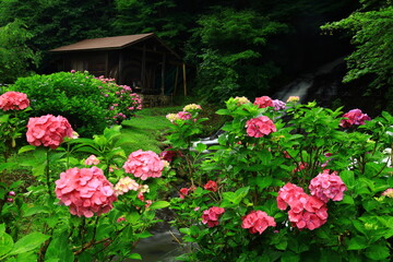 岩手県北上市　紫陽花とお滝さん