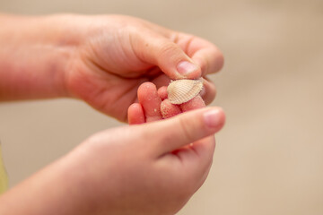 Girl's hands hold a seashell on the beach close-up.