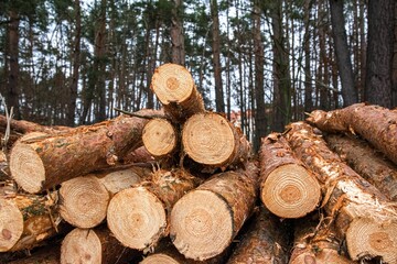 Wood and wooden logs lie in the forest after harvesting, deforestation