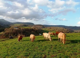 Fototapeta na wymiar Rebaño de vacas en la montaña de Lugo, Galicia