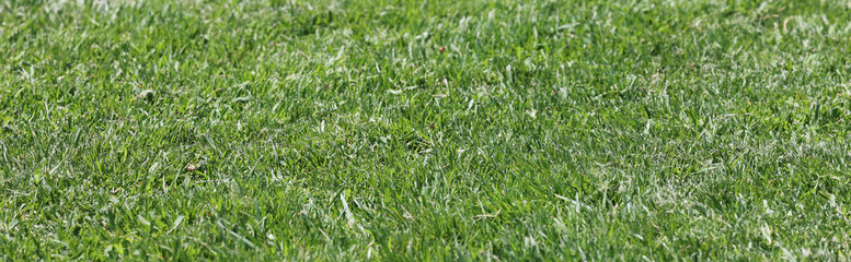 green grass background