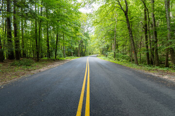 A paved road with yellow lines leads into the forest.