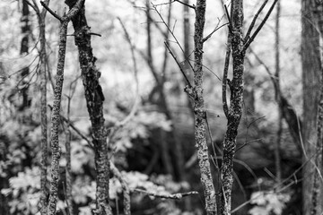 A forest on a rainy day