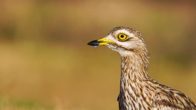 Portrait of Eurasian stone-curlew (Burhinus oedicnemus). Toledo. Castilla-La Mancha, Spain, Europe