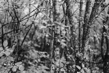 A forest on a rainy day
