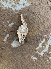 Restos de vida marina esqueleto de un pescado 