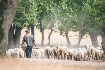 Shepherd with his sheep