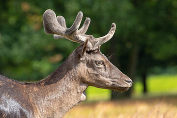 Headshot of a Fallow Deer with velvet covered antlers