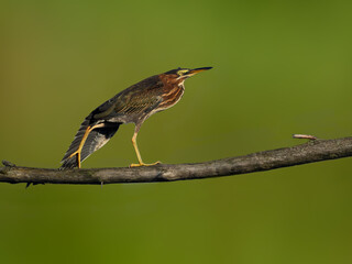 Green Heron Standing on Log and Stretching its Wing against Green Background