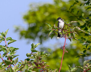 Obraz premium Eastern Kingbird Perched on Tree Branch in Summer