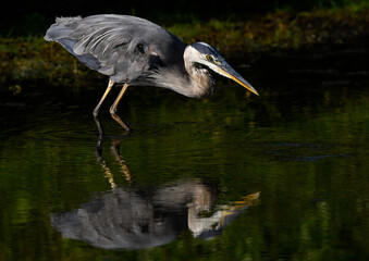 Great Blue Heron with Reflection  Closeup Portrait on Black Green Background