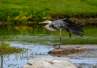 Great Blue Heron Standing on Rock and Stretching its Wing  on the Pond
