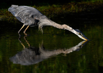 Great Blue Heron with Reflection  Catching a Prey, Closeup Portrait on Black Green Background