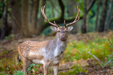 Naklejka na ściany i meble Fallow Deer buck standing proud in the forest