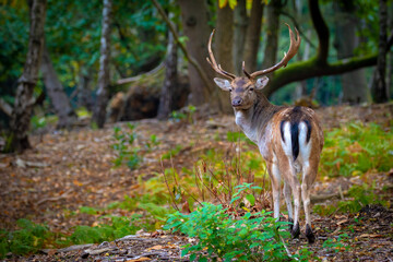 Fallow Deer buck standing proud in the forest