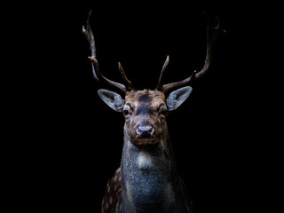 Majestic fallow deer buck with a black background