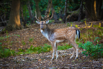 Naklejka na ściany i meble Fallow Deer buck standing proud in the forest