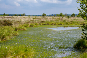 View of Fenn's, Whixall and Bettisfield Mosses National Nature Reserve in Shropshire