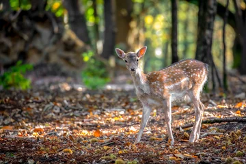 Plexiglas foto achterwand Young Fallow Deer looks towards camera in the forest © Paul Abrahams