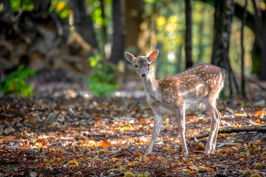 Fototapeta Young Fallow Deer looks towards camera in the forest
