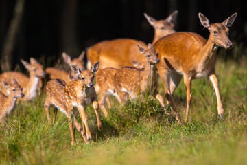 A young Fallow Deer fawn runs amongst a herd