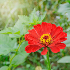 One red flower in the garden.