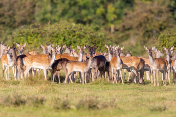 Naklejka na ściany i meble A herd of Fallow Deer look towards camera