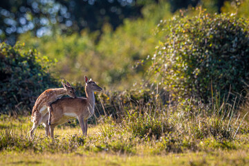 Young fallow deer trying to mate