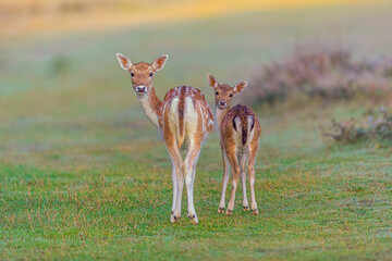 A Fallow Deer doe and her fawn look back towards the camera