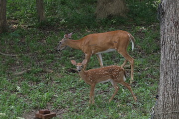 Deer outside in the heat of the day