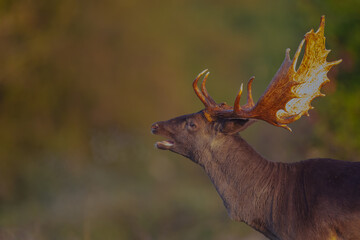 A dark Fallow Deer buck bellows during rutting season