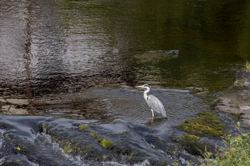 Grey Heron (Ardea cinerea) in shallow water at Llangollen