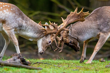 Fallow deer, two bucks fighting during rutting season - obrazy, fototapety, plakaty