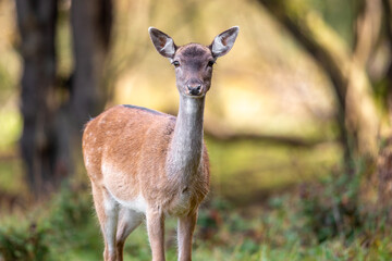 Fallow deer doe in woodland