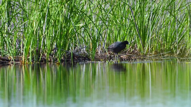 Eurasian coot (Fulica atra) in the Taray lagoon in Toledo. Castilla-La Mancha, Spain, Europe