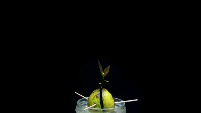 Avocado seed time lapse growing fast with leaves indoors with black dark background