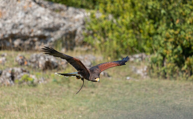 during a show in the wild