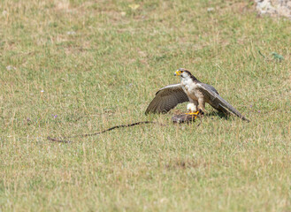 during a show in the wild