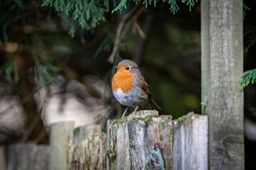 robin on a fence