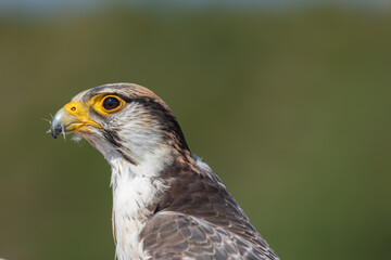 Lancer Falcon during a show