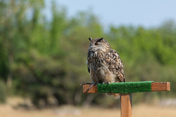 Great Horned Owl during a show