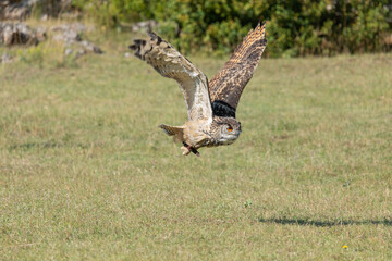 Great Horned Owl during a show