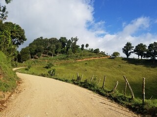 rice field