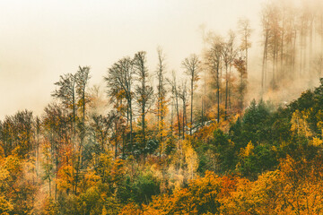 foggy forest background in autumn