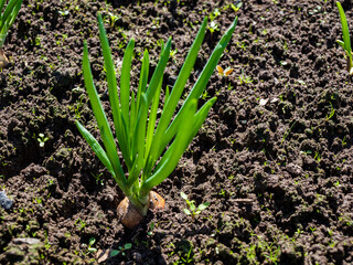 Obraz premium Onion with green young sprouts, growing fresh herbs