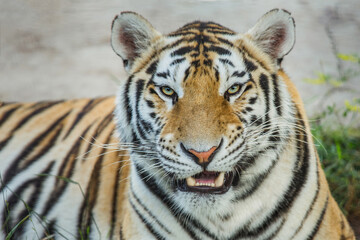 Close-up portrait of a tiger, wild animals.